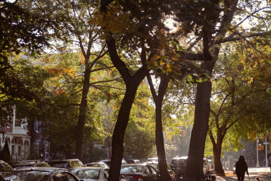 A tree-lined park path in Dallas